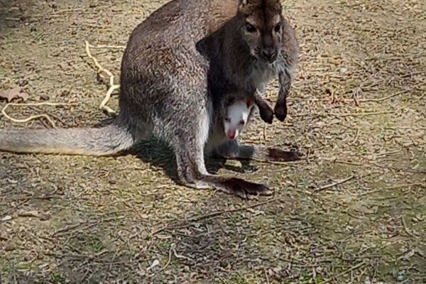 IMAMO JOŠ JEDNOG MALOG BIJELOG!
